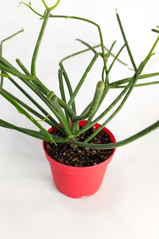 Euphorbia Tirucalli Kalem Kaktüs Özel Tür Nadide Kaktus Tekli