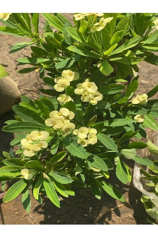 Videolu Sarı Renk Milli Dikenler Tacı 15 45 Cm Saksılı Kaktüs Euphorbia