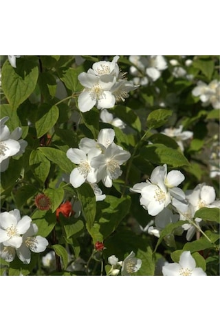 Mis Kokulu Beyaz Çiçekli Filbahri Çiçeği Fidesi, Tüplü Fide