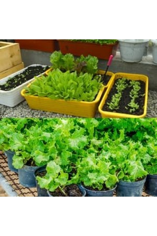 Humik Fulvik Asit, Biohumus Organik Gübre, 10 Litre