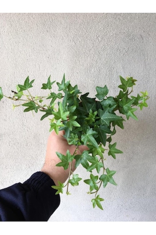 Hedera Helix Sarmaşığı Saksı Ofis Ev Balkon Bitkisi 8,5 Cm