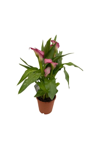 Gala Gelin Çiçeği Pembe 15-25 Cm