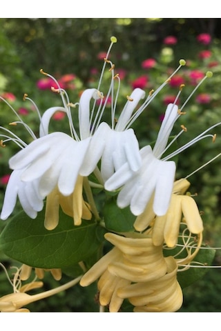 Hanımeli Fidanı 35 45 Cm