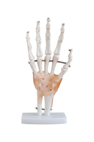 Ligamentli El Eklemi Modeli Ligamentli El Eklemi Modeli