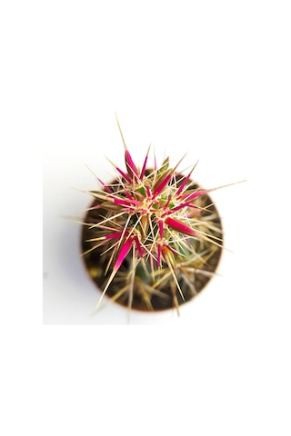 Corynopuntia Invicta Nadide Tür Kaktüs Özel Tekli Kaktüs 5.5 Cm