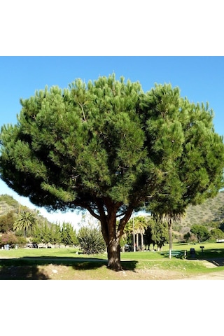Tüplü Fıstık Çamı pinus Pinea Fidanı