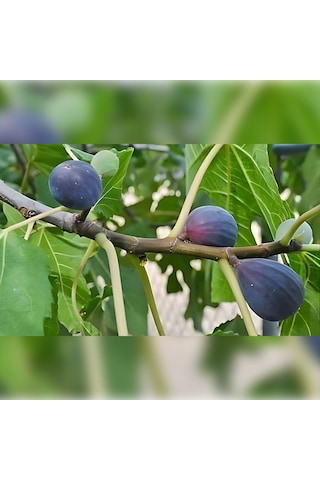 Incir Fidanı Patlıcan Inciri 100-150 Cm Tüplü Meyve Verme Durum