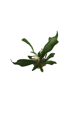 Platycerium Bifurcatum (Geyik Boynuzu) Ø12 CM Y25-30 CM
