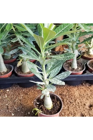 8 Adet Adenium Çöl Gülü Çiçeği Fidanı Pakedi Mix Karışık 1