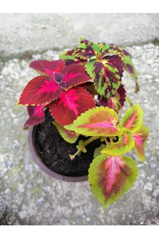 Saksılı Kolyos Çiçeği Özel Renk 10-20 Cm