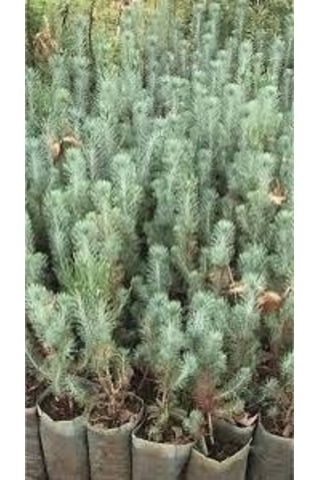 Plum Moru Köklenmiş Lavanta Fidanı 2 Adet 10-20 Cm Intermedia