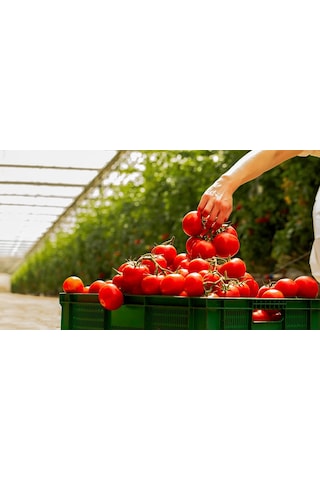 Mis Salkım Domates 1 Kg
