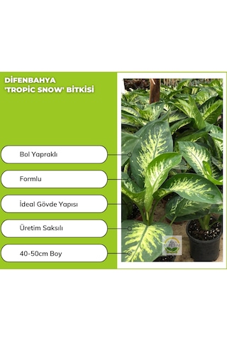 Difenbahya 'tropic Snow' Bitkisi 40-50cm