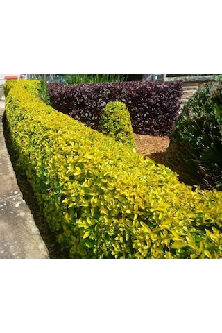 Gold Taflan 5 Adet - Sarı Çit Bitkisi