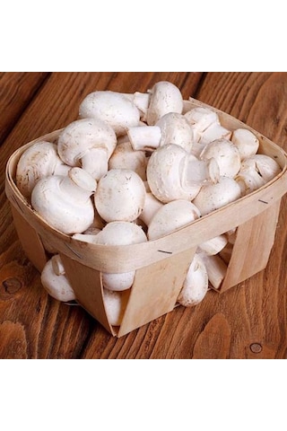 Dahil 2000 Adet KüLür Mantarı Tohumu