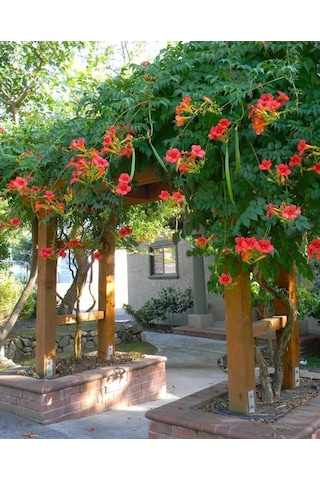 Acem Borusu Campsis Radicans Sarmaşık Fidanı 15 25 Cm Boyları