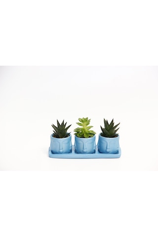 Trio Mavi Adler Sukulent Seti - Haworthia Limifolia. Echeveria