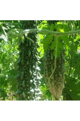 Beyaz Kudret Narı Tohumu Tropikal Sebze Tohumları 2 Adet Tohum