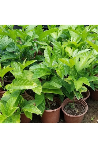 Aşılı. İri Taneli Mor Pasiflora Alp1071 . Saksıda