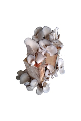 Kütükte İstiridye Mantarı Yetiştiriciliği Deneme Hobi Kiti 1 Adet