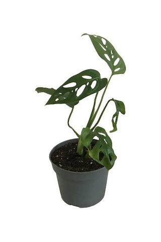 Mini Boy Monstera Monkey Mask 25 Cm