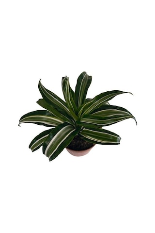 Dracaena Kanzi 12 Lik Saksıda