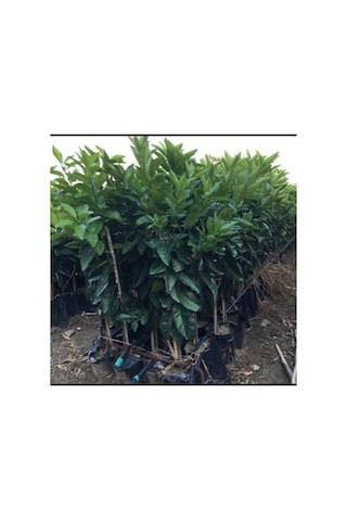 SMİTH RED VALENCİA(Kanlı Mayıs Portakalı) YAŞ 2 BOY 100-130 CM