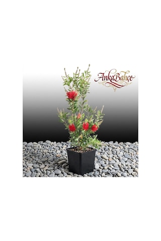 Fırça Çalısı Callistemon Leavis 20-40 Cm Boy Fidanı