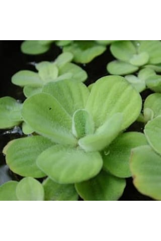 Su Marulu Su Üstü Bitkisi Suyu Filtreler, Temizler Pistia 1 Adet 7-10 Cm Akvaryum Bitkisi