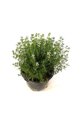 Kekik Lavanta Fidanı İkili Set 10-20 Cm