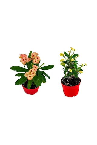 Videolu Milli Dikenler Tacı 2'li 25 40 Cm Saksılı Kaktüs Euphorbia