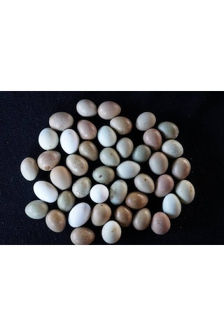 Kuluçkalık Çin Bıldırcın Yumurta 12'li