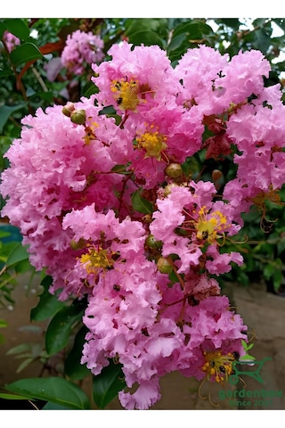 Oya Ağacı Pembe Renk 1 Adet Saksılı/tüplü 30-60cm Dış Mekan Bitkisi