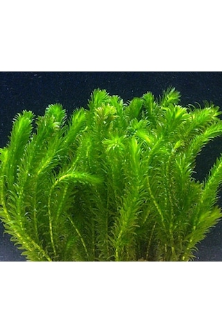 Ada Akvaryum Bitkisi Elodea Densa 5 Dal 20-25 CM Ada Akvaryum Bitkisi Elodea Densa 5 Dal 20-25 CM