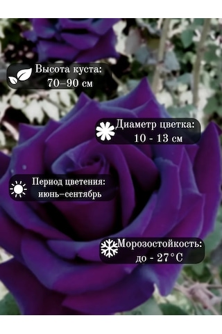Shrub Purple Mor Gül Fidanı