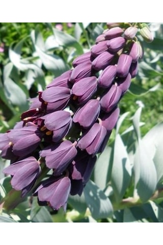 Mor Renkli Fritillaria Persica Ters Lale Soğanı 10 Adet