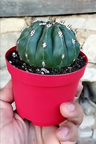 Melocactus Maxonii Inermis Nadir Tür Koleksiyonluk Kaktüs