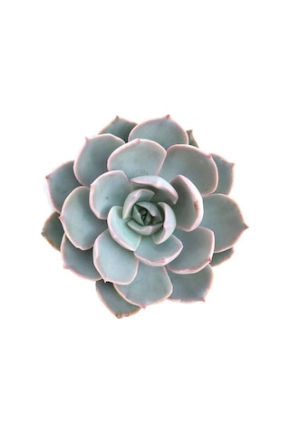 Echeveria Morning Beauty - 10 Adet Sukulent