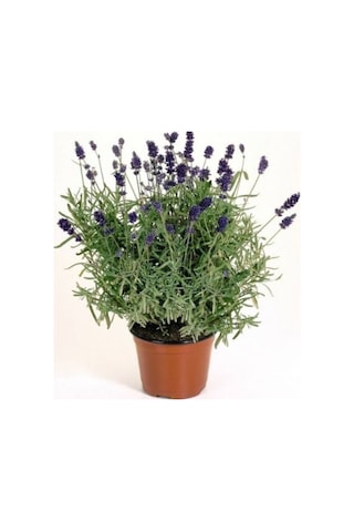 Saksılı Lavanta Fidanı 20-40cm Kokulu Bitki Diğer