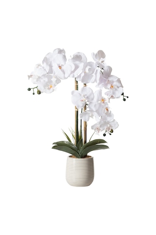 Mudo Home Rıva Saksılı Orkide 60 Cm Beyaz
