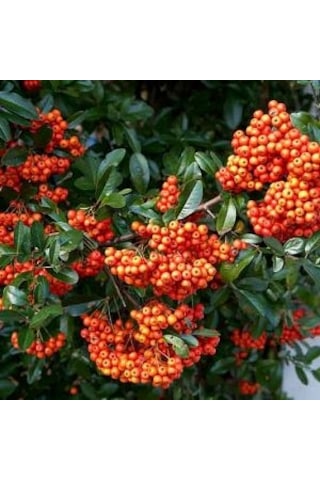 Kırmızı Bodur Ateş Dikeni Fidanı Tüplü