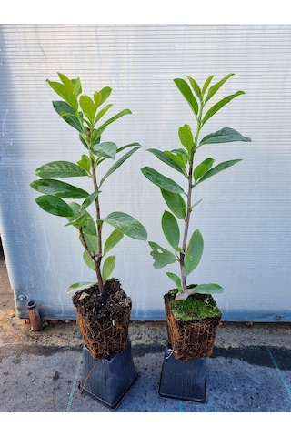 Karayemiş Taflan Fidanı 2 Adet