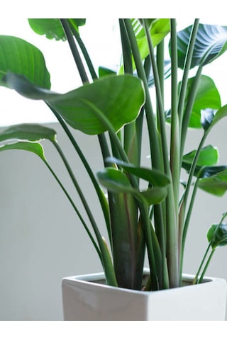 Canlı Straliçe Cennet Kuşu Bitkisi 100 150 Cm 2 Köklü, Büyük Boy Salon Bitkisi Strelitzia