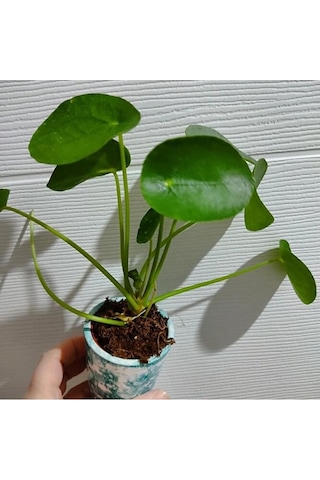 Pilea Bitkisi Fidesi +seramik Saksi 15-25cm Dolgun Form 1 Adet