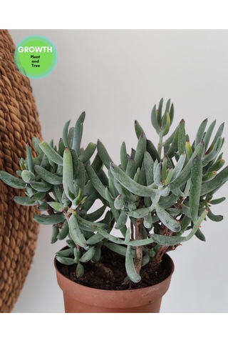Cotyledon Orbiculata Sukulent 1 Adet