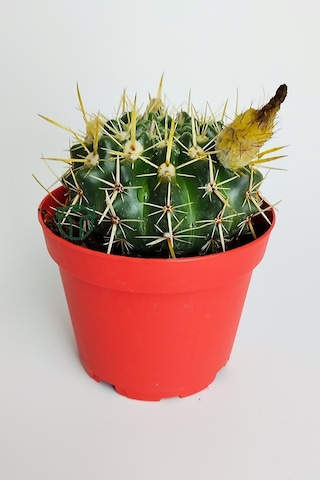 Notocactus Submammulosus Büyük Boy Kaktüs Sarı Çiçek Açan Canlı