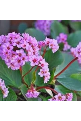 10 Adet Nadir Pembe Kış Ortanca Çiçeği Tohumu Hediye Tohumlu