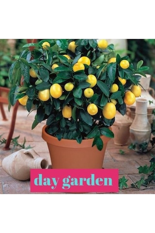 5 Adet Bodur Saksı Bonsaı Limon Tohumu + 10 Adet Hediye Karışık Renk Gül Çiçek Tohumu