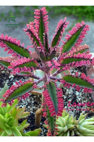 Toz Pembe Aşkın Gözyaşı Çiçeği 1 Adet Saksılı 10-15cm