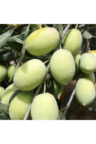 Tüplü İri Meyveli Memecik Zeytin Fidanı